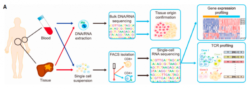 单细胞 RNA 测序应用：肿瘤微环境