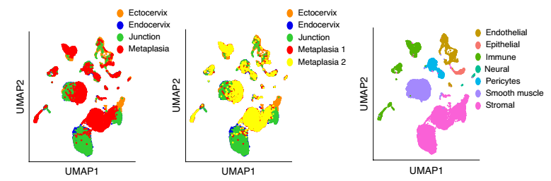 健康小鼠宫颈外，宫颈内，过渡区和 VA 缺乏引起的鳞状化生的 scRNA-seq