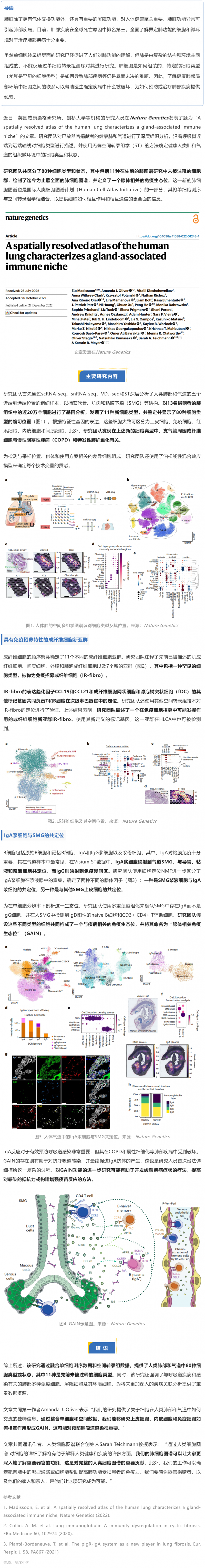 Nat Genet 发布迄今最全面的人类肺细胞空间图谱，首次揭示腺体相关的免疫生态位