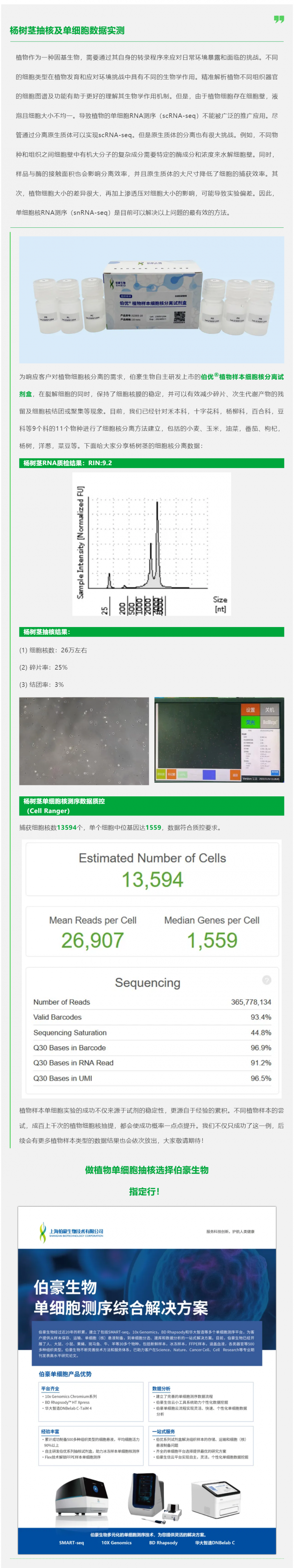 植物抽核哪家强！伯优试剂来帮忙！杨树茎抽核及单细胞数据实测