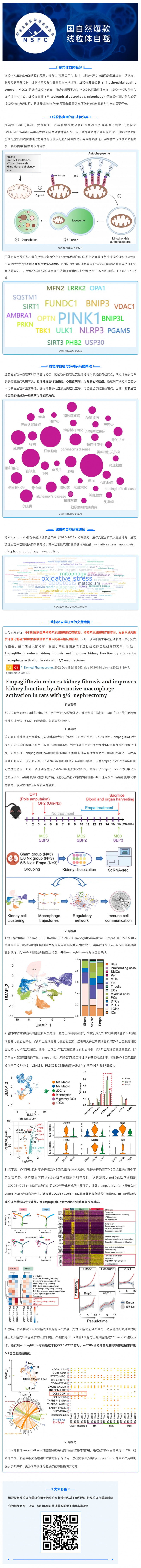 国自然爆款_一文吃透线粒体自噬机制和研究思路，赶紧收藏！